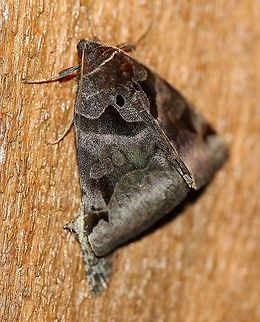 Euclidia cuspidea (toothed somberwing)  Erebidae,Euclidia cuspidea,Geotagged,Spring,United States,insect,lepidoptera,moth,toothed somberwing