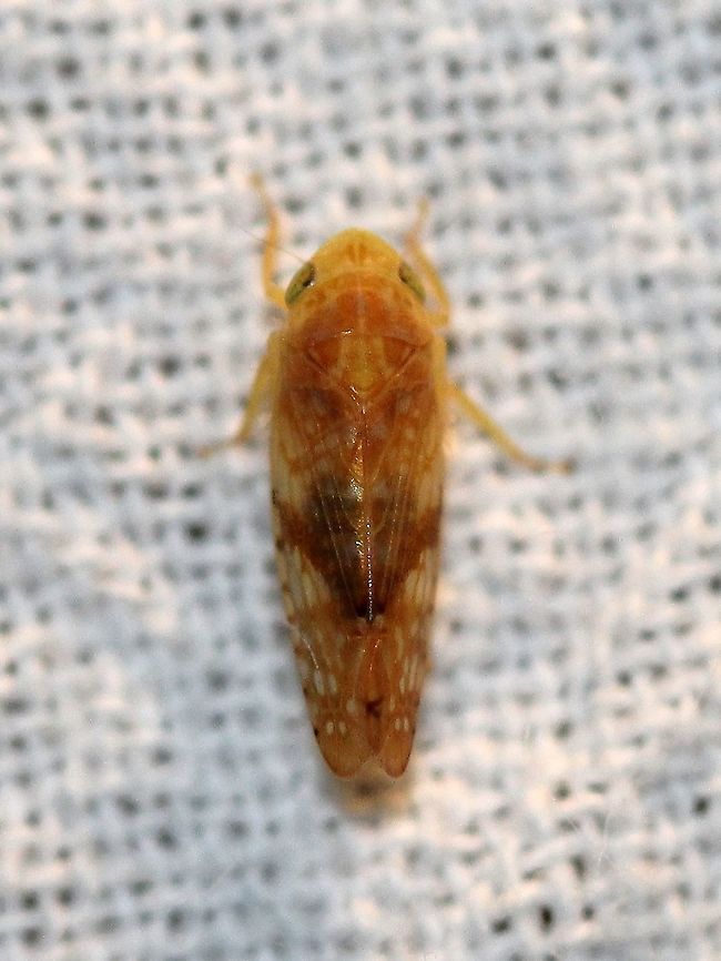 Fitchana vitellina Seems to match photos and descriptions of this species. There is at least one documented occurrence in Minnesota from the Cedar Creek Ecological Reserve.<br />
<br />
<a href="https://www.cedarcreek.umn.edu/insects/album/021014128ap.html" rel="nofollow">https://www.cedarcreek.umn.edu/insects/album/021014128ap.html</a><br />
<a href="https://auth1.dpr.ncparks.gov/bugs/account_photo/16641_4.jpg" rel="nofollow">https://auth1.dpr.ncparks.gov/bugs/account_photo/16641_4.jpg</a><br />
<a href="https://pbase.com/tmurray74/image/84802750" rel="nofollow">https://pbase.com/tmurray74/image/84802750</a><br />
<a href="https://pbase.com/tmurray74/image/84802995" rel="nofollow">https://pbase.com/tmurray74/image/84802995</a> Cicadellidae,Fitchana vitellina,Geotagged,Leafhopper,Summer,United States,hemiptera,insect