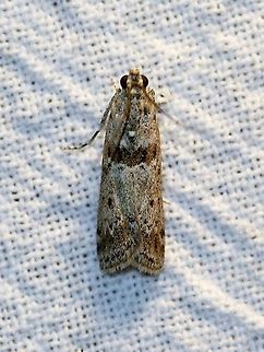 Ancylosis undulatella This moth is a minor pest of sugarbeets where the larvae feed on leaves, stems, and crowns. Sugarbeets are not grown commercially in my part of the state and probably not grown at all. It is possible that the larvae are feeding locally on beets typically grown for table use. Or they may be feeding on amaranth (Amaranthus spp.) which is a close relative of beets. Ancylosis undulatella,Geotagged,Lepidoptera,Summer,United States,insect,moth,sugarbeet