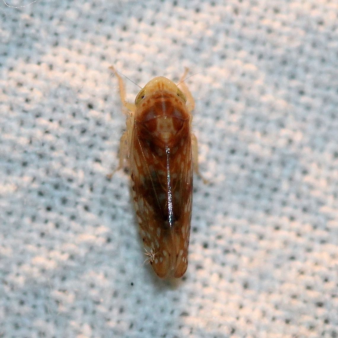 Fitchana vitellina  Cicadellidae,Fitchana vitellina,Geotagged,Hemiptera,Summer,United States,insect,leafhopper