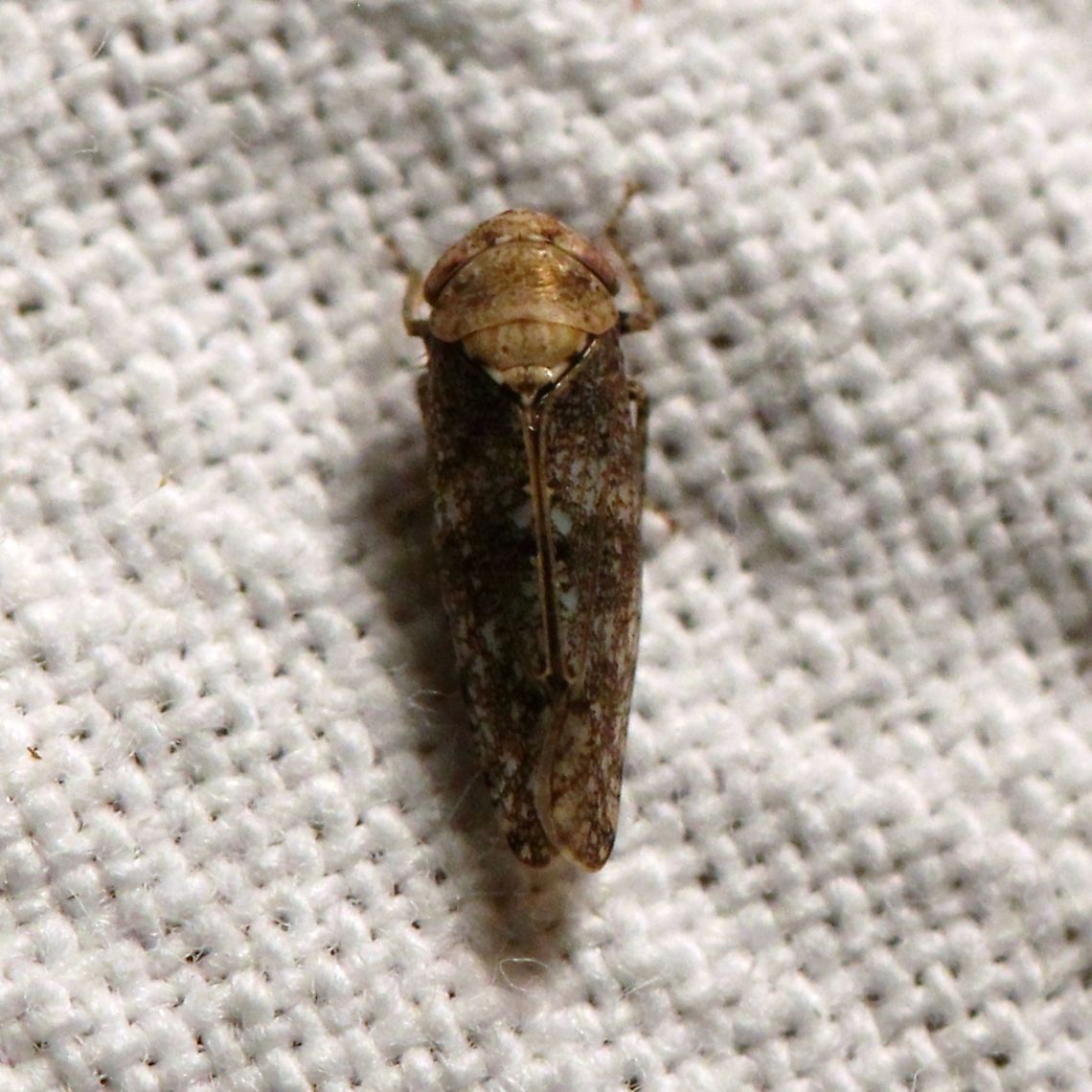 Paraphlepsius collitus  Cicadellidae,Geotagged,Hemiptera,Paraphlepsius collitus,Summer,United States,insect,leafhopper