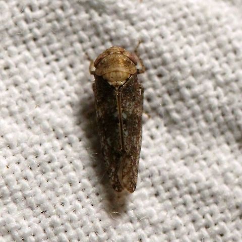Paraphlepsius collitus  Cicadellidae,Geotagged,Hemiptera,Paraphlepsius collitus,Summer,United States,insect,leafhopper