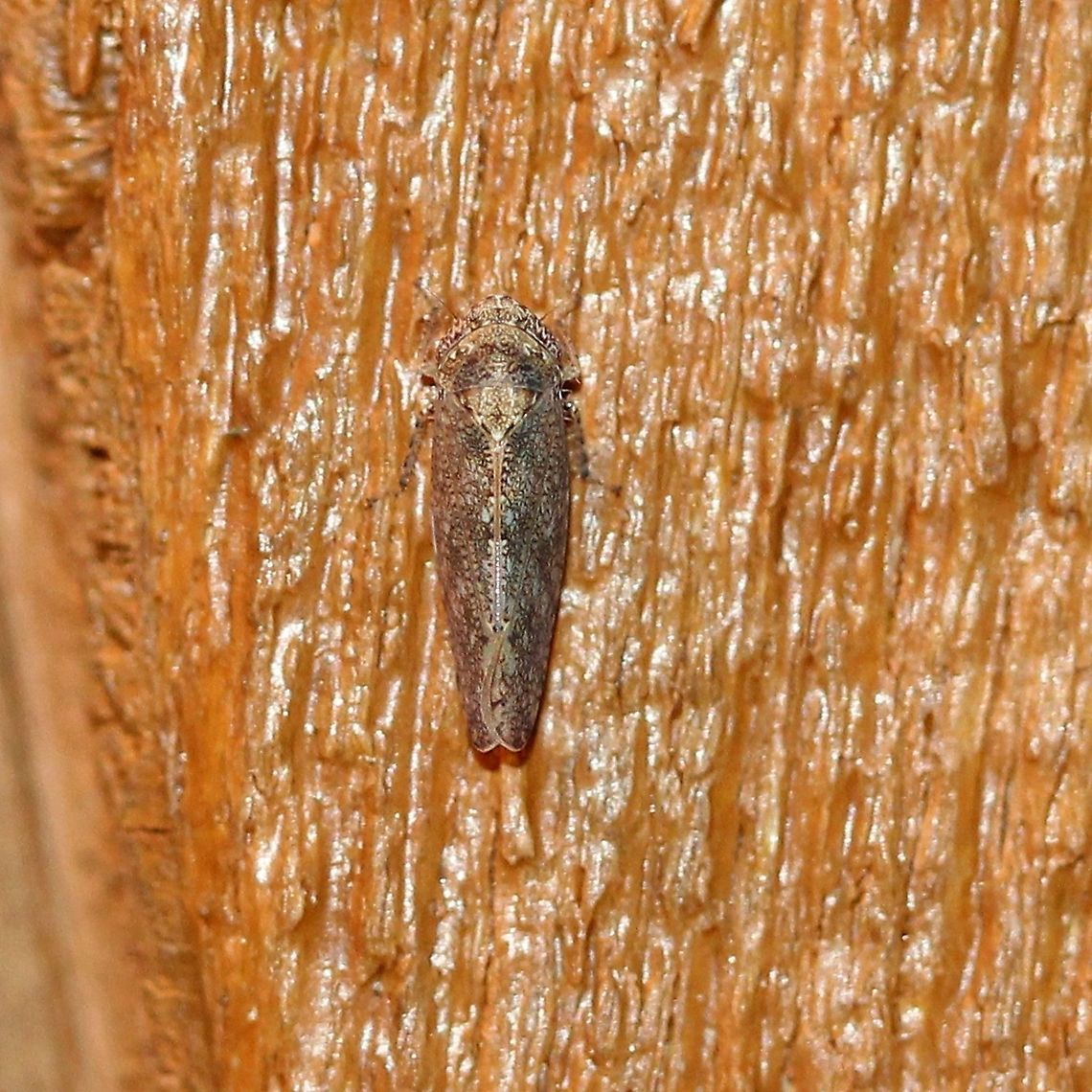 Paraphlepsius irroratus (brown-speckled leafhopper)  Cicadellidae,Geotagged,Hemiptera,Paraphlepsius irroratus,Spring,United States,brown-speckled leafhopper,insect,irrorate leafhopper,leafhopper