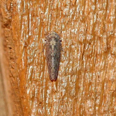 Paraphlepsius irroratus (brown-speckled leafhopper)  Cicadellidae,Geotagged,Hemiptera,Paraphlepsius irroratus,Spring,United States,brown-speckled leafhopper,insect,irrorate leafhopper,leafhopper