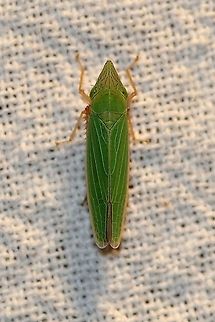 Draeculacephala antica  Cicadellidae,Cicadellinae,Draeculacephala antica,Geotagged,Summer,United States,hemiptera,insect,leafhopper,sharpshooter