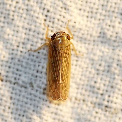 Paramesus major  Cicadellidae,Geotagged,Paramesus major,Summer,United States,hemiptera,insect,leafhopper