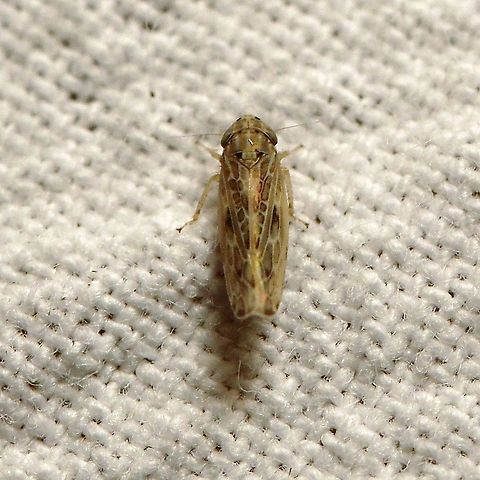 Endria inimica  Cicadellidae,Endria inimica,Geotagged,Painted Leafhopper,Summer,United States,hemiptera,insect,leafhopper