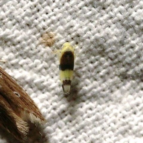 Empoa venusta  Cicadellidae,Empoa venusta,Geotagged,Leafhopper,Summer,United States,hemiptera,insect