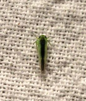 Kybos petiolaridis  Cicadellidae,Geotagged,Kybos petiolaridis,Summer,United States,hemiptera,insect,leafhopper