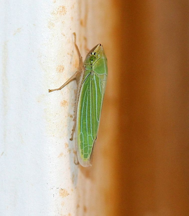 Draeculacephala noveboracensis  Cicadellidae,Draeculacephala noveboracensis,Geotagged,Summer,United States,hemiptera,insect,sharpshooter