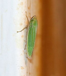 Draeculacephala noveboracensis  Cicadellidae,Draeculacephala noveboracensis,Geotagged,Summer,United States,hemiptera,insect,sharpshooter