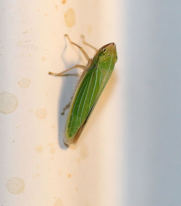 Draeculacephala noveboracensis  Cicadellidae,Draeculacephala noveboracensis,Geotagged,Summer,United States,hemiptera,insect,sharpshooter