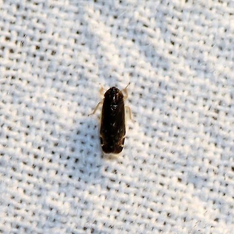 Planicephalus flavocostatus  Deltocephalus,Deltocephalus flavocostatus,Geotagged,Planicephalus,Planicephalus flavocostatus,Summer,United States,leafhopper