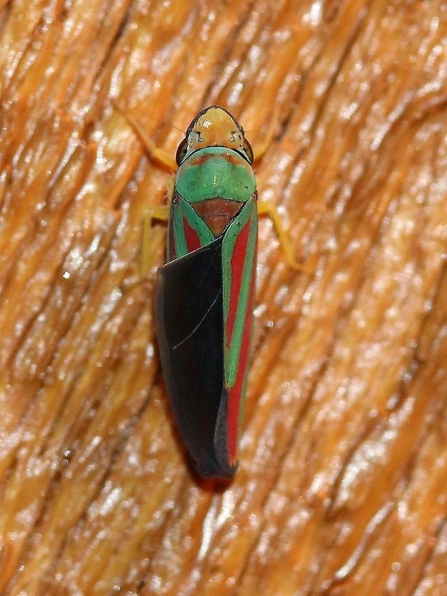 Graphocephala coccinea This might be an example of type picta. Candy-striped Leafhopper,Cicadellidae,Geotagged,Graphocephala coccinea,Summer,United States,hemiptera,insect,leafhopper,picta