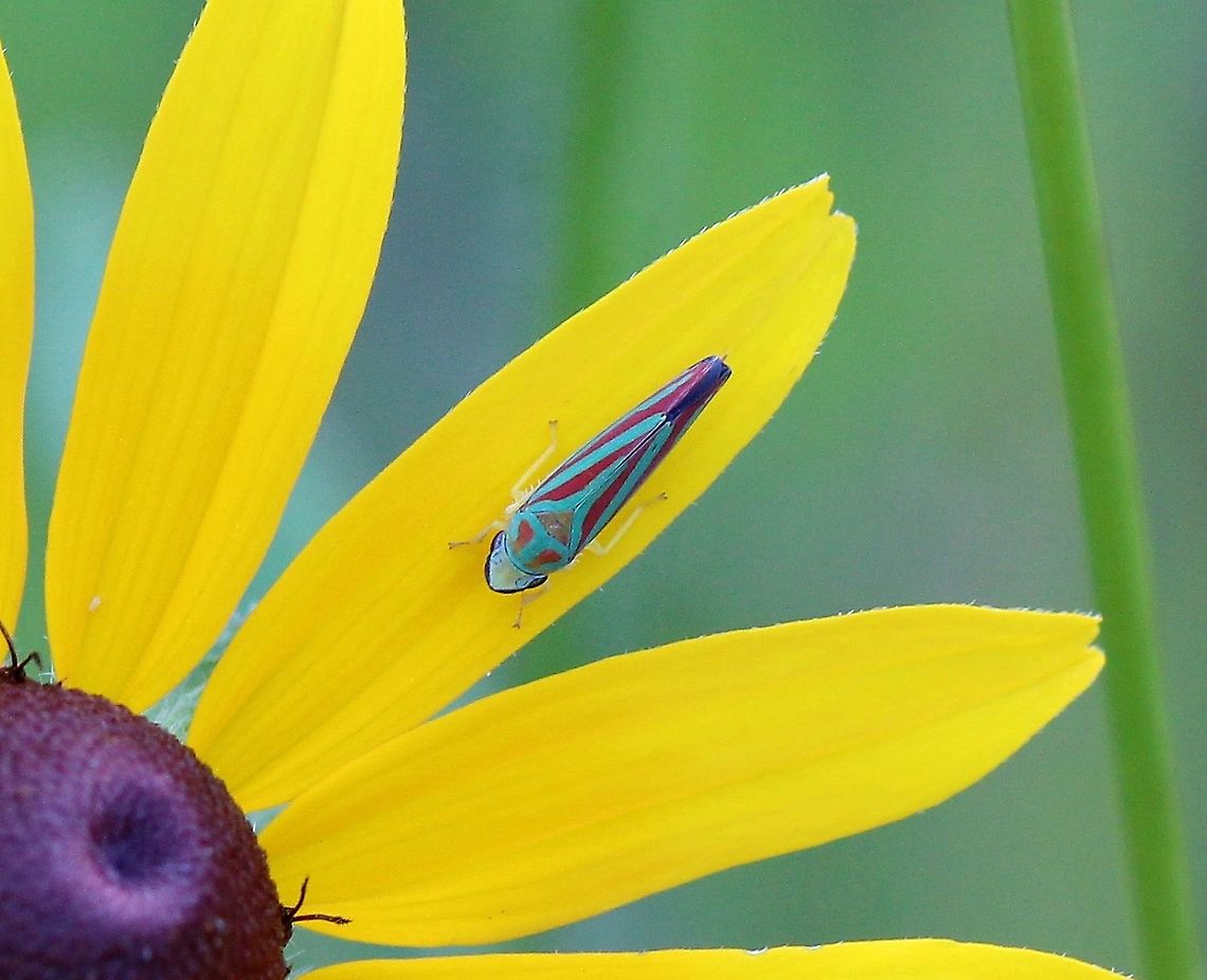 Graphocephala coccinea  Candy-striped Leafhopper,Cicadellidae,Geotagged,Graphocephala coccinea,Leafhopper,Summer,United States,hemiptera,insect