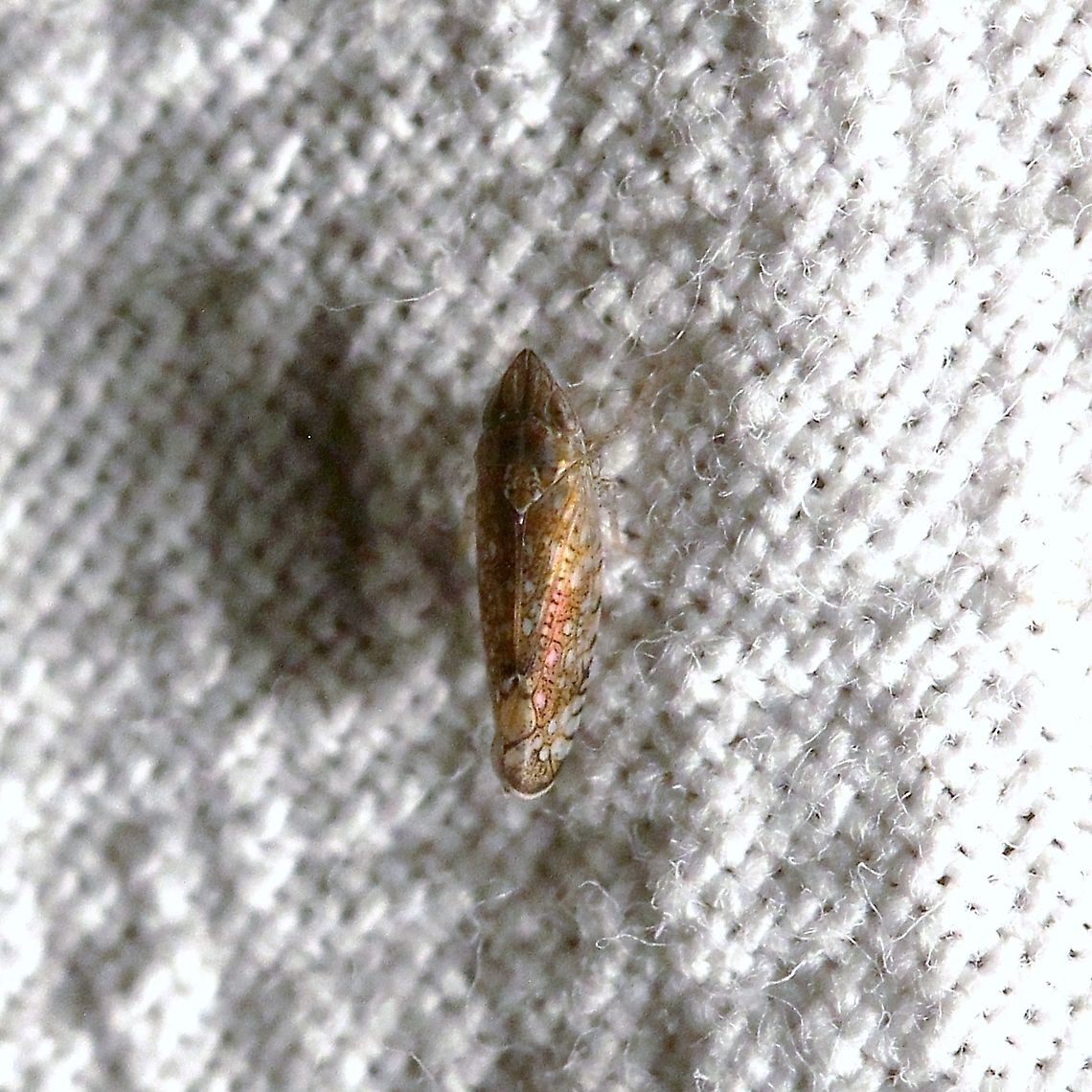 Scaphytopius acutus  Cicadellidae,Geotagged,Hemiptera,Leafhoppers,Scaphytopius acutus,Sharp-nosed Leafhopper,Summer,United States,insect