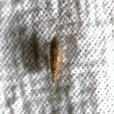 Scaphytopius acutus  Cicadellidae,Geotagged,Hemiptera,Leafhoppers,Scaphytopius acutus,Sharp-nosed Leafhopper,Summer,United States,insect