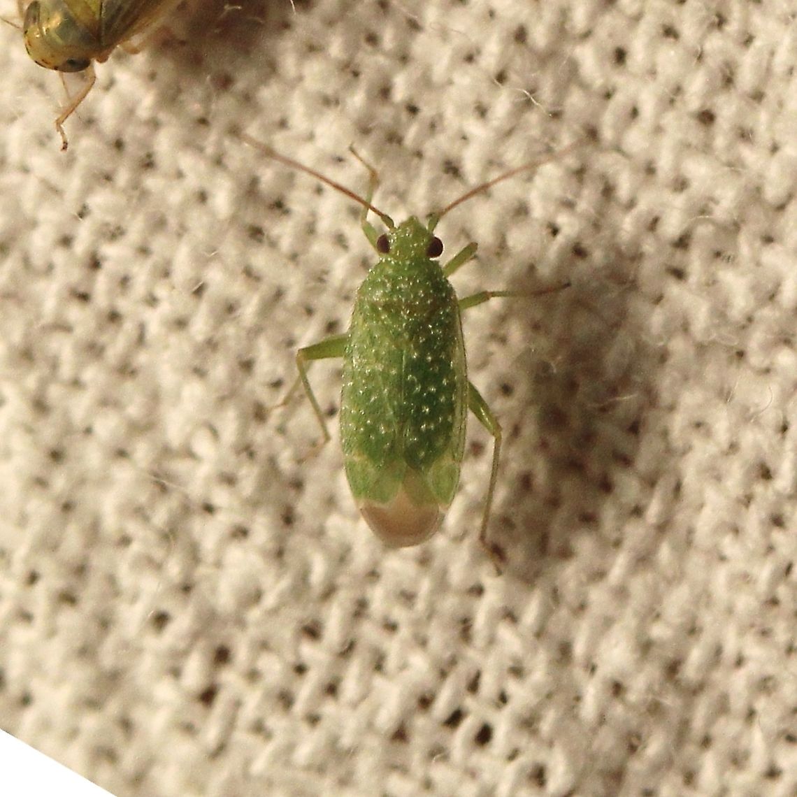 Orthotylus flavosparsus  Geotagged,Miridae,Orthotylini,Orthotylus flavosparsus,Summer,United States,bug,hemiptera,insect