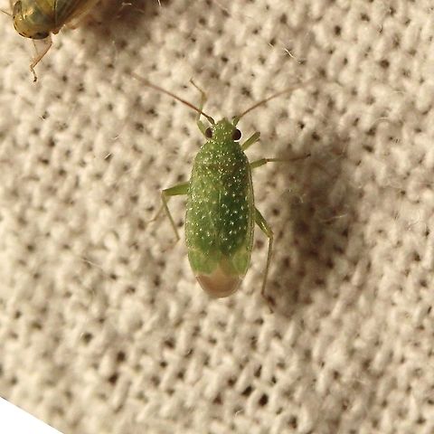 Orthotylus flavosparsus  Geotagged,Miridae,Orthotylini,Orthotylus flavosparsus,Summer,United States,bug,hemiptera,insect