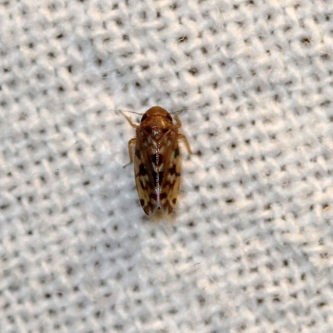 Xestocephalus fulvocapitatus Some Xestocephalus species are said to be myrmecophiles (literally "ant friends", myrmecophiles are organisms, usually animals, that live in association with ants), that live in the tunnels ants excavate and feed on sap from grass roots. This claim is disputed. Aphrodinae,Cicadellidae,Geotagged,Leafhoppers,Membracoidea,Summer,United States,Xestocephalini,Xestocephalus fulvocapitatus,hemiptera,insect