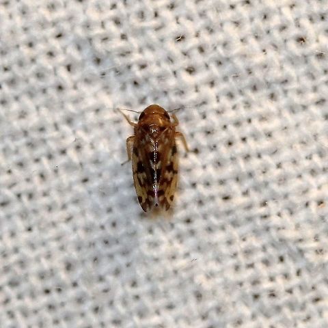 Xestocephalus fulvocapitatus Some Xestocephalus species are said to be myrmecophiles (literally "ant friends", myrmecophiles are organisms, usually animals, that live in association with ants), that live in the tunnels ants excavate and feed on sap from grass roots. This claim is disputed. Aphrodinae,Cicadellidae,Geotagged,Leafhoppers,Membracoidea,Summer,United States,Xestocephalini,Xestocephalus fulvocapitatus,hemiptera,insect