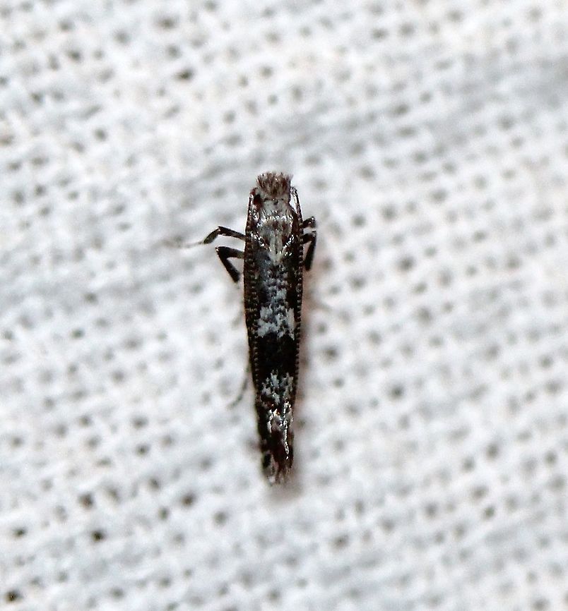 Parornix sp. Species nova? Compare to <a href="https://bugguide.net/node/view/829228/bgimage" rel="nofollow">https://bugguide.net/node/view/829228/bgimage</a> Geotagged,Gracillariidae,Leaf Blotch Miner Moths,Lepidoptera,Parornichinae,Parornix,Summer,United States,insect,moth,species nova