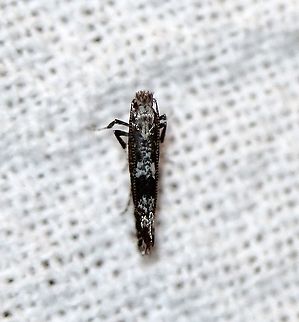 Parornix sp. Species nova? Compare to https://bugguide.net/node/view/829228/bgimage Geotagged,Gracillariidae,Leaf Blotch Miner Moths,Lepidoptera,Parornichinae,Parornix,Summer,United States,insect,moth,species nova