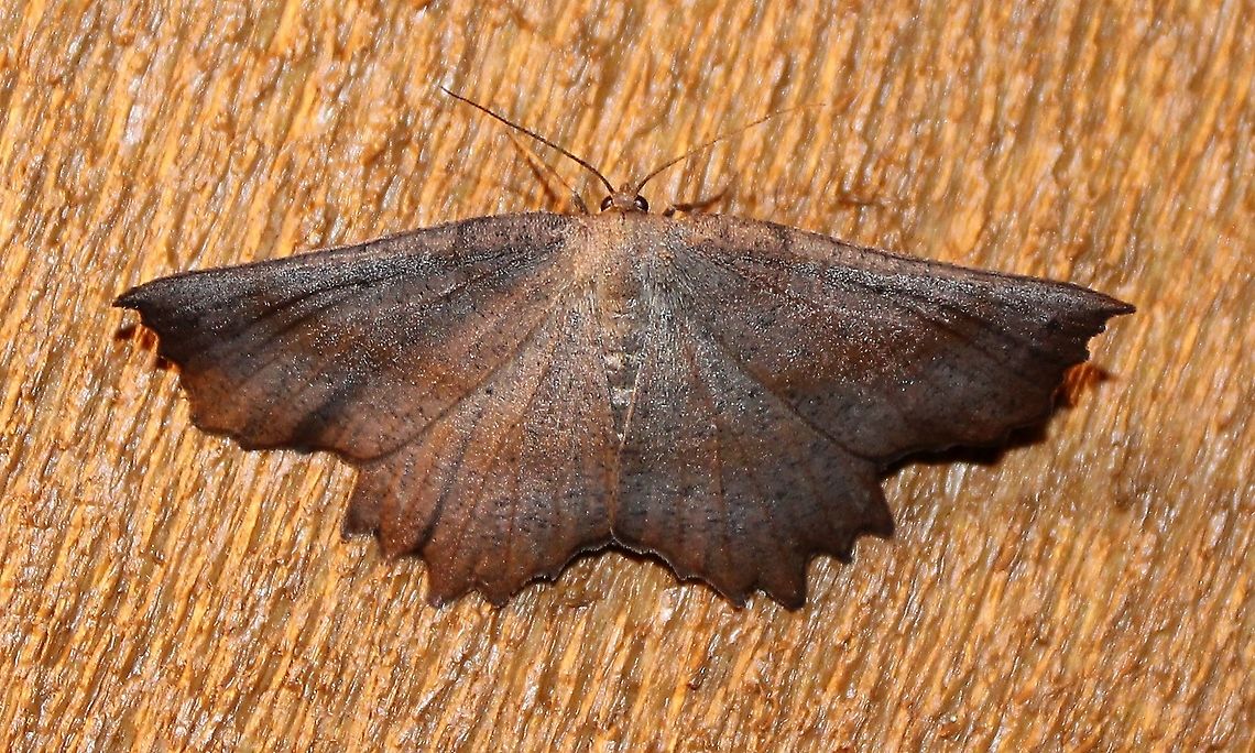 Euchlaena obtusaria  Euchlaena obtusaria,Geometridae,Geotagged,Lepidoptera,Summer,United States,insect,moth