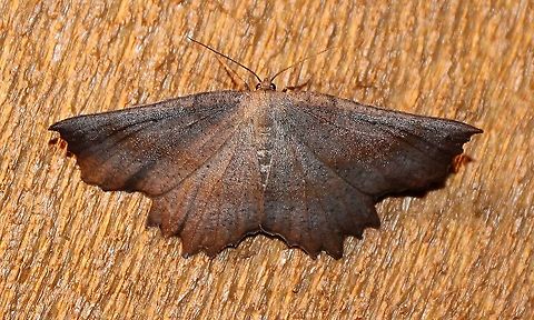 Euchlaena obtusaria  Euchlaena obtusaria,Geometridae,Geotagged,Lepidoptera,Summer,United States,insect,moth