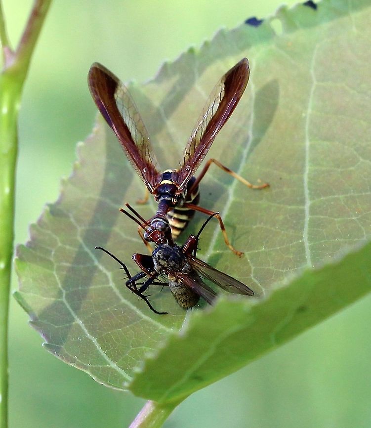 Climaciella brunnea Eating a fly. Climaciella brunnea,Geotagged,Mantispidae,Neuropteran,Summer,United States,brown mantidfly,insect,wasp mantidfly
