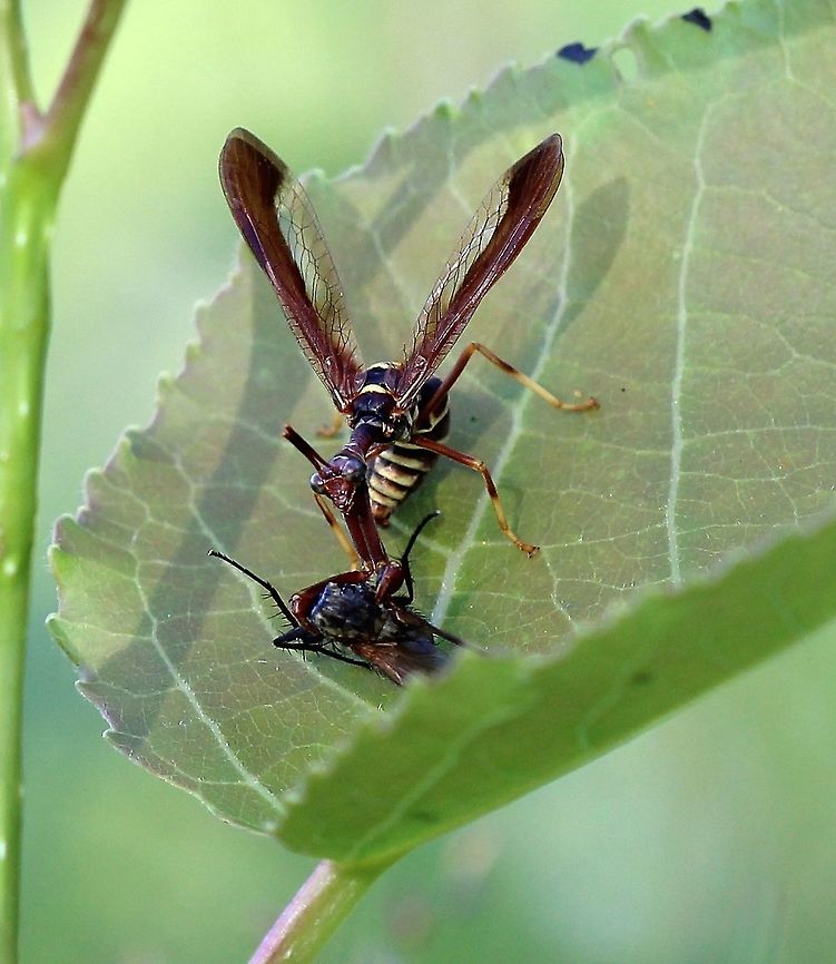 Climaciella brunnea  Climaciella brunnea,Geotagged,Mantispidae,Neuropteran,Summer,United States,brown mantidfly,insect,wasp mantidfly