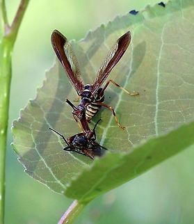 Climaciella brunnea  Climaciella brunnea,Geotagged,Mantispidae,Neuropteran,Summer,United States,brown mantidfly,insect,wasp mantidfly