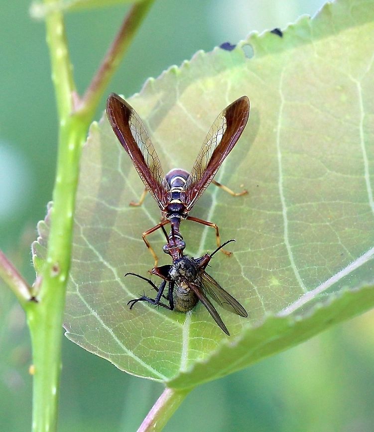 Climaciella brunnea  Climaciella brunnea,Geotagged,Mantispidae,Neuropteran,Summer,United States,brown mantidfly,insect,wasp mantidfly