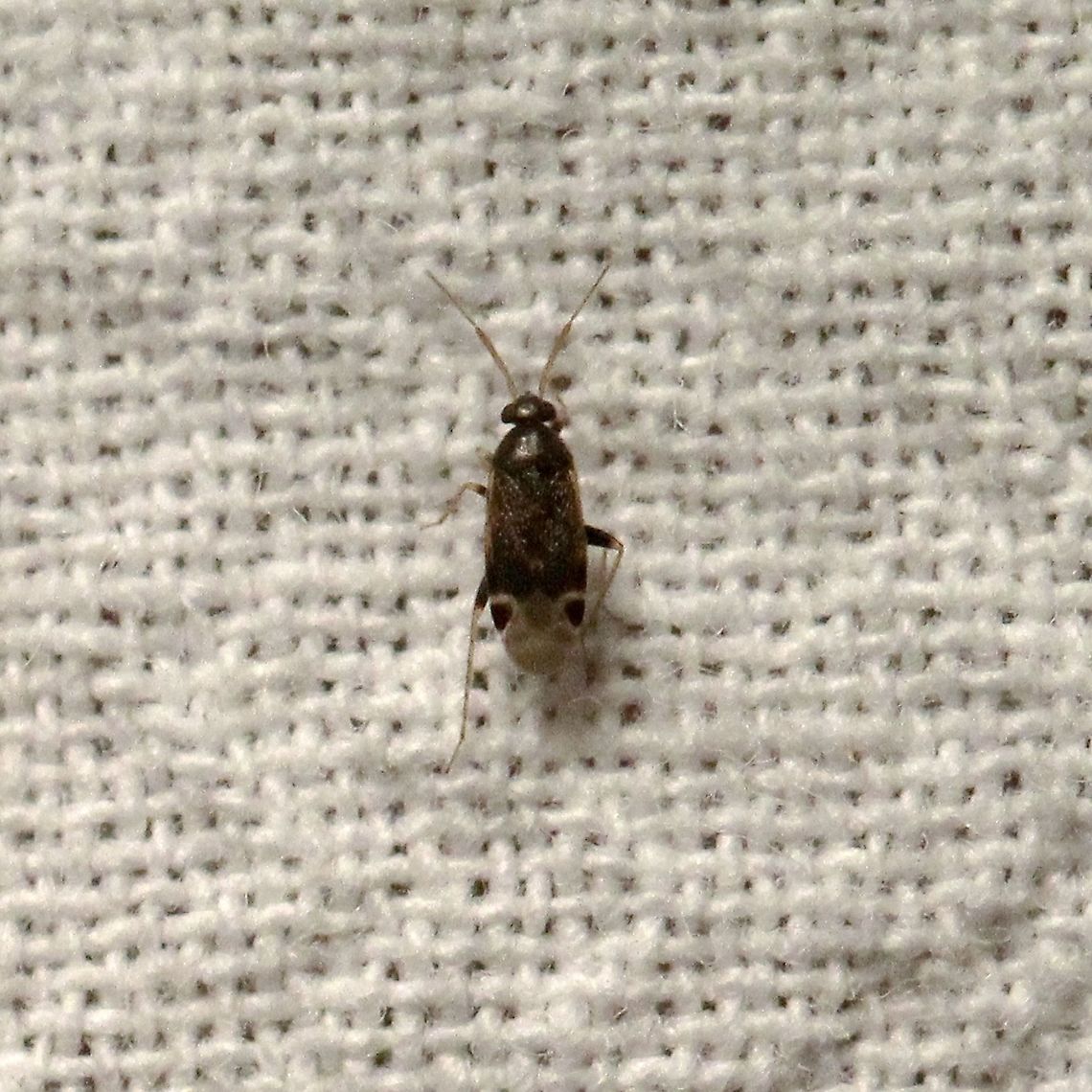 Psallovius piceicola  Geotagged,Miridae,Psallovius piceicola,Summer,United States,bug,hemiptera,insect