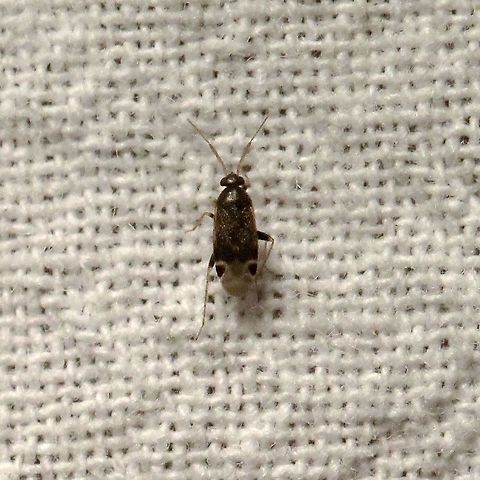 Psallovius piceicola  Geotagged,Miridae,Psallovius piceicola,Summer,United States,bug,hemiptera,insect