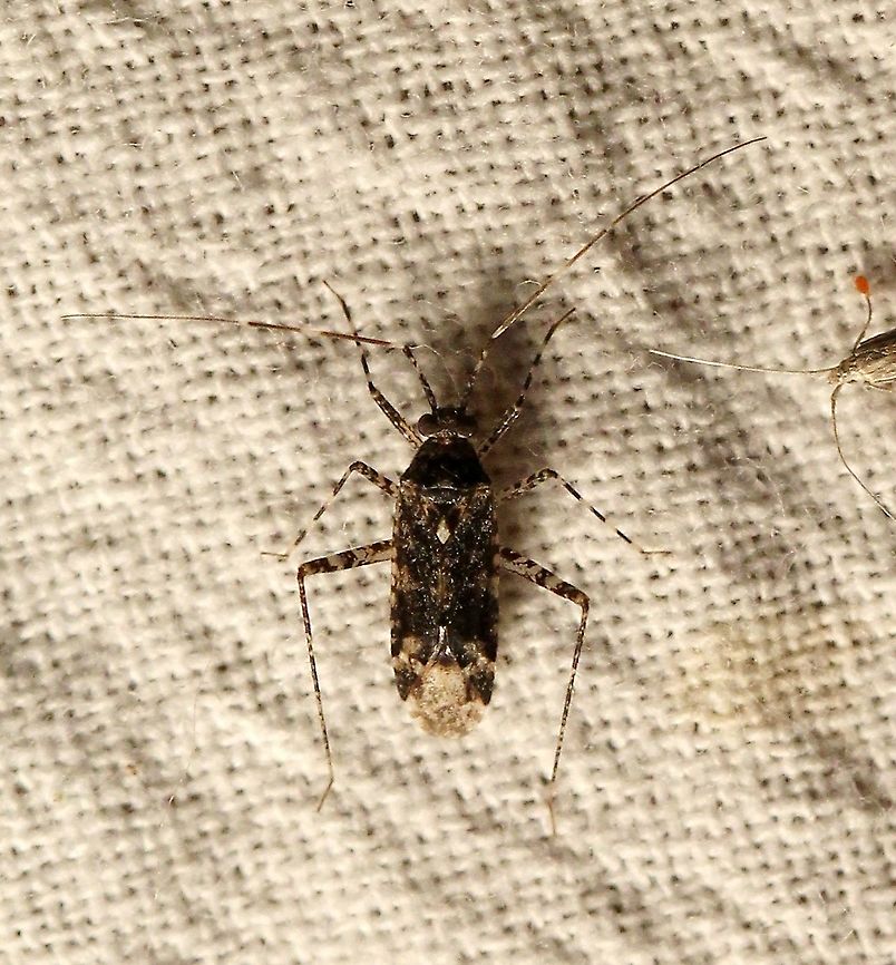 Phytocoris sp.  Geotagged,Miridae,Phytocoris,Summer,United States,bug,hemiptera,insect