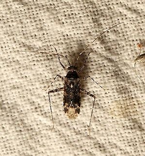 Phytocoris sp.  Geotagged,Miridae,Phytocoris,Summer,United States,bug,hemiptera,insect