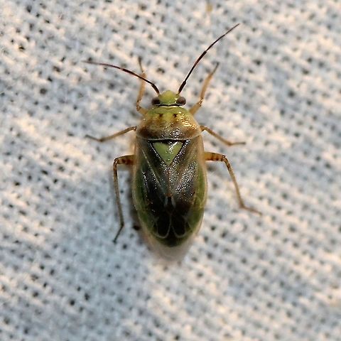 Lygus sp. Could be Lygus elisus. Geotagged,Lygus elisus,Miridae,Summer,United States,bug,hemiptera,insect,lygus