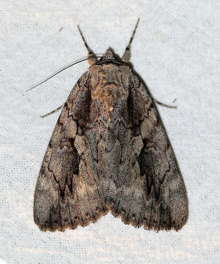 Catocala amatrix  Catocala,Catocala amatrix,Erebidae,Geotagged,Leptidoptera,Summer,Sweetheart underwing,United States,insect,moth,sweetheart underwing