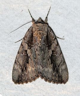 Catocala amatrix  Catocala,Catocala amatrix,Erebidae,Geotagged,Leptidoptera,Summer,Sweetheart underwing,United States,insect,moth,sweetheart underwing