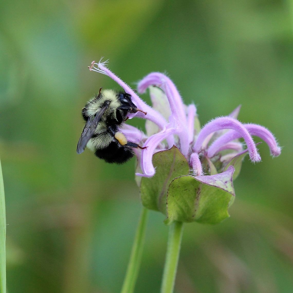 Bombus vagans nectaring at Monarda fistulosa  Bombus vagans,Geotagged,Hymenoptera,Monarda fistulosa,Summer,United States,bee,bumblebee,nectaring