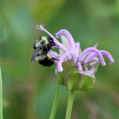 Bombus vagans nectaring at Monarda fistulosa  Bombus vagans,Geotagged,Hymenoptera,Monarda fistulosa,Summer,United States,bee,bumblebee,nectaring