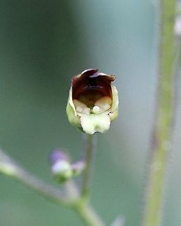 Scrophularia nodosa (figwort) An escape from cultivation. Common Figwort,Geotagged,Scrophularia nodosa,Scrophulariaceae,Summer,United States,angiosperm,flower,plant