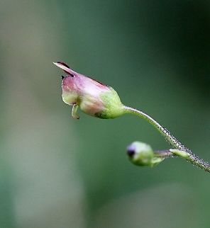 Scrophularia nodosa (figwort) An escape from cultivation. Common Figwort,Geotagged,Scrophularia nodosa,Scrophulariaceae,Summer,United States,angiosperm,flower,plant