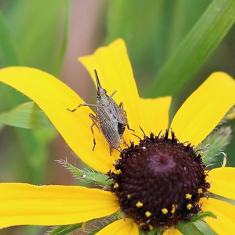 Scolops sulcipes (partridge bug)  Dictyopharidae,Geotagged,Partridge Bug,Scolops sulcipes,Summer,United States,bug,hemiptera,insect,plant hopper