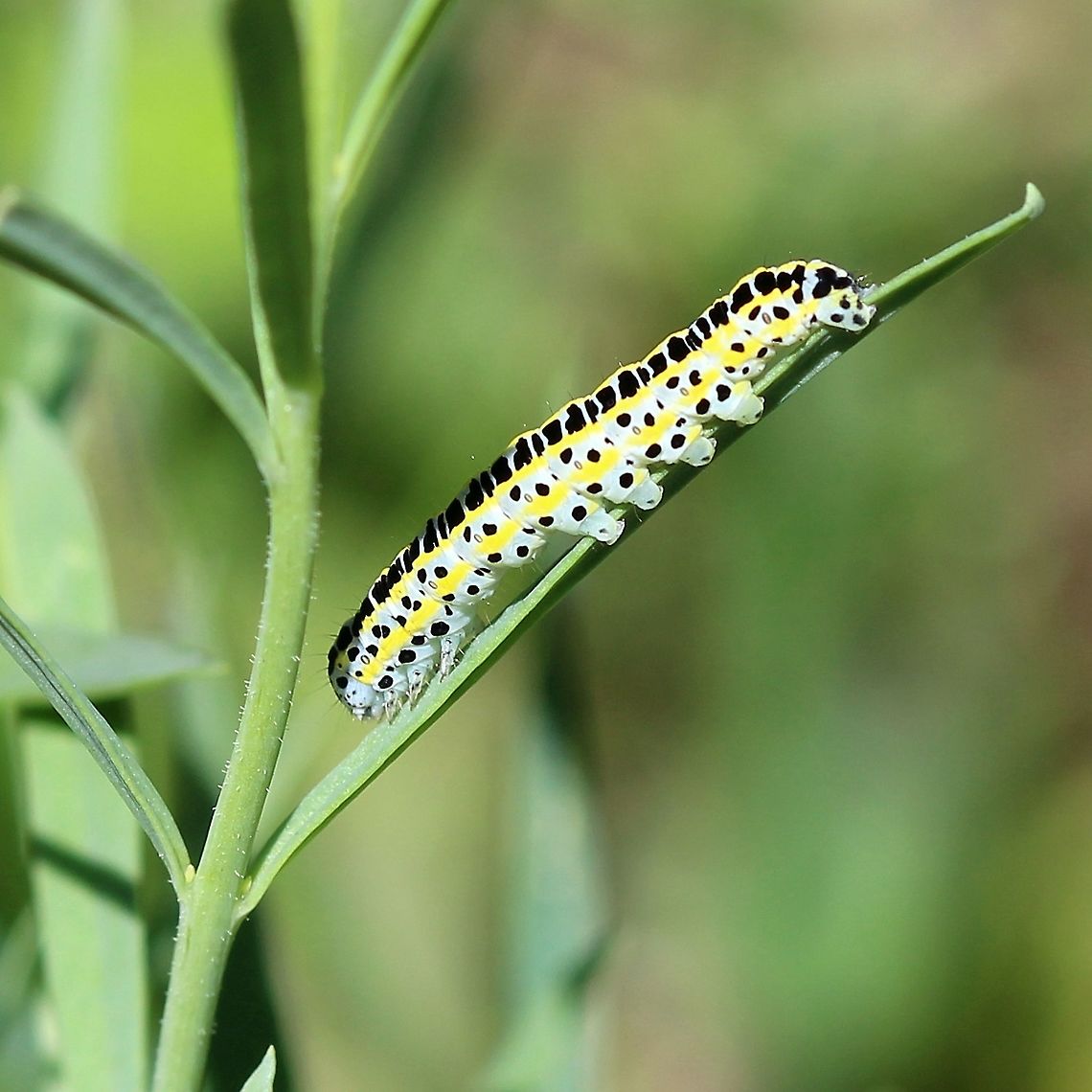 Calophasia lunula On toadflax (Linaria vulgaris). The species was introduced from Europe into North America in 1962 to control non-native species of Linaria such as L. vulgaris and L. dalmatica. Calophasia lunula,Geotagged,Linaria vulgaris,Summer,United States,insect,lepidoptera,moth,moth caterpillar