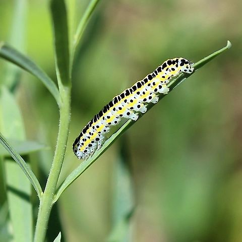 Calophasia lunula On toadflax (Linaria vulgaris). The species was introduced from Europe into North America in 1962 to control non-native species of Linaria such as L. vulgaris and L. dalmatica. Calophasia lunula,Geotagged,Linaria vulgaris,Summer,United States,insect,lepidoptera,moth,moth caterpillar
