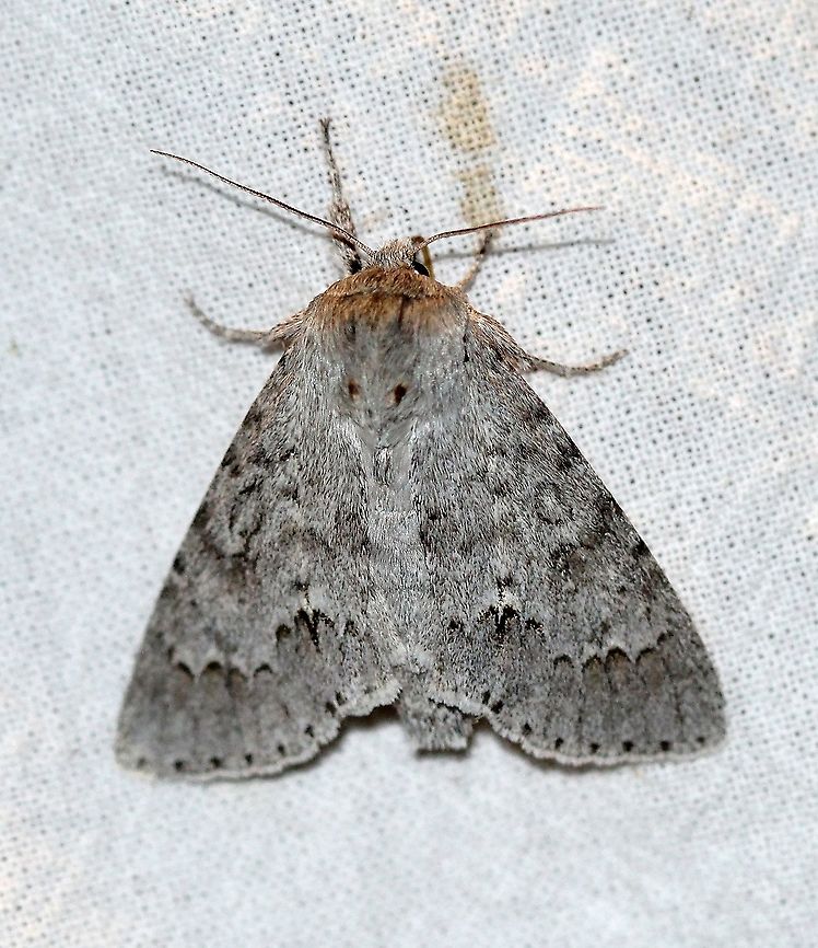 Acronicta insita (synonym Acronicta dactylina)  Acronicta dactylina,Acronicta insita,Fingered Dagger,Geotagged,Lepidoptera,Summer,United States,insect,moth