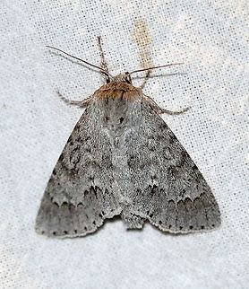 Acronicta insita (synonym Acronicta dactylina)  Acronicta dactylina,Acronicta insita,Fingered Dagger,Geotagged,Lepidoptera,Summer,United States,insect,moth