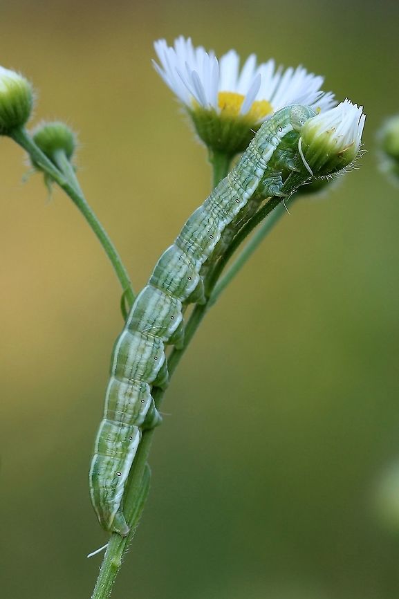 Cucullia florea larva Feeding on Erigeron (fleabane). Cucullia florea,Geotagged,Gray hooded owlet,Summer,United States,insect,lepidoptera,moth,moth caterpillar